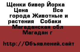 Щенки бивер Йорка  › Цена ­ 30 000 - Все города Животные и растения » Собаки   . Магаданская обл.,Магадан г.